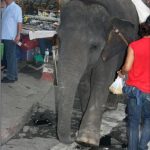 Young elephant led by hook in the ear
