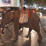 Young elephant crosses the street