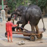 Riding a 'bicycle' in tourist show