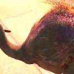 Baby elephant's bloody and scarred head due to excessive training