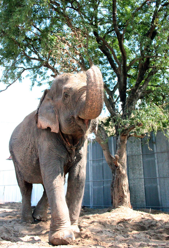 Sombo Retires thanks to EarsAsia | Elemotion