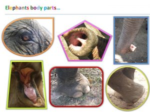 Elephant Body Part Game