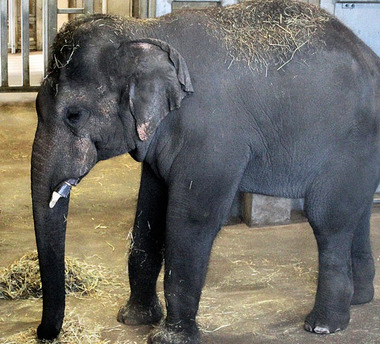 rosamond gifford zoo has new elephant elemotion