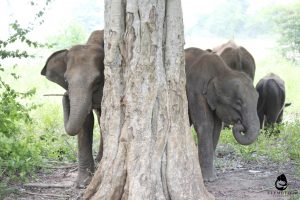 Allo-mother Samari and 3 year old Vibhi